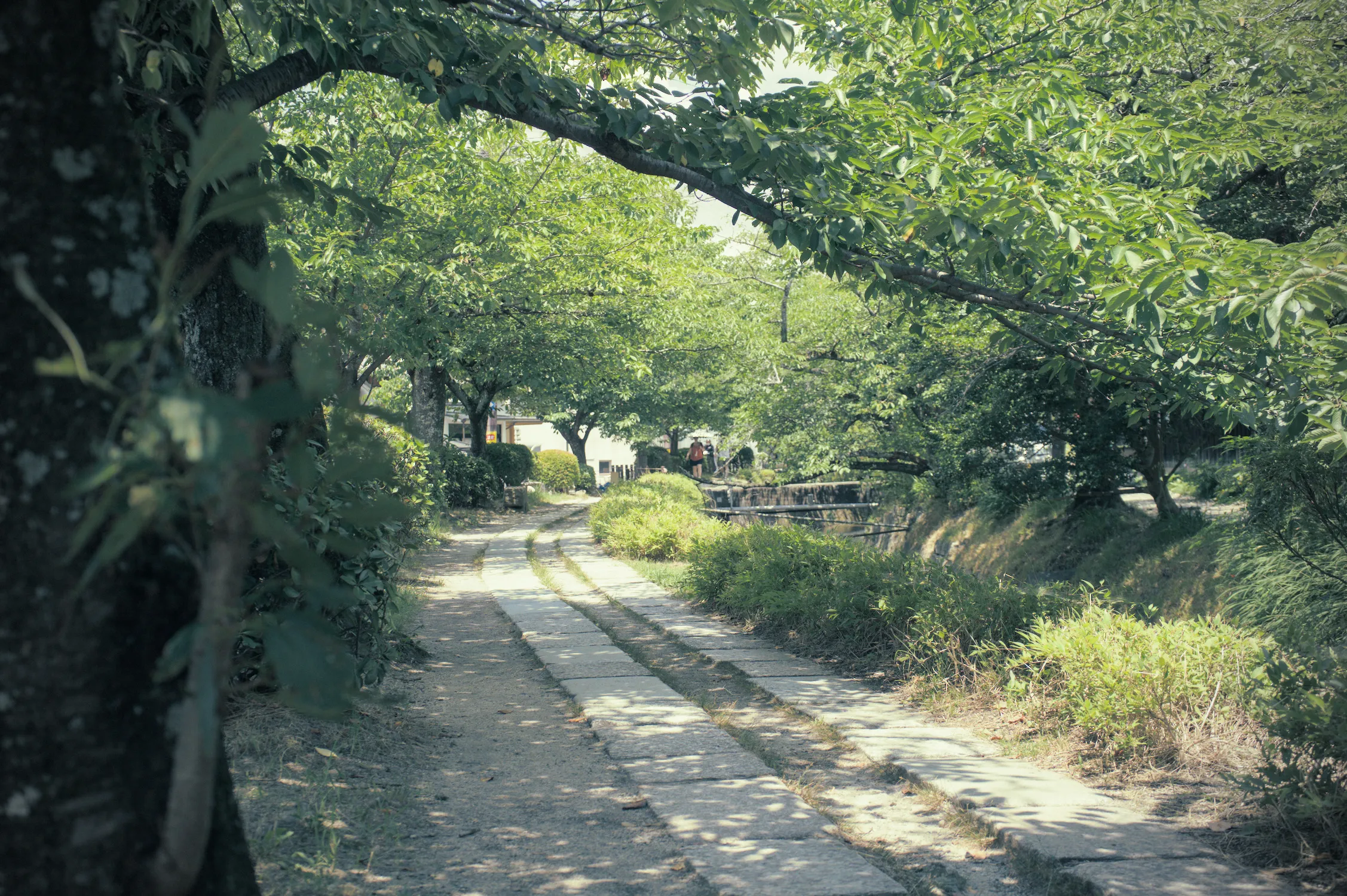 The tree-lined Philosopher's path