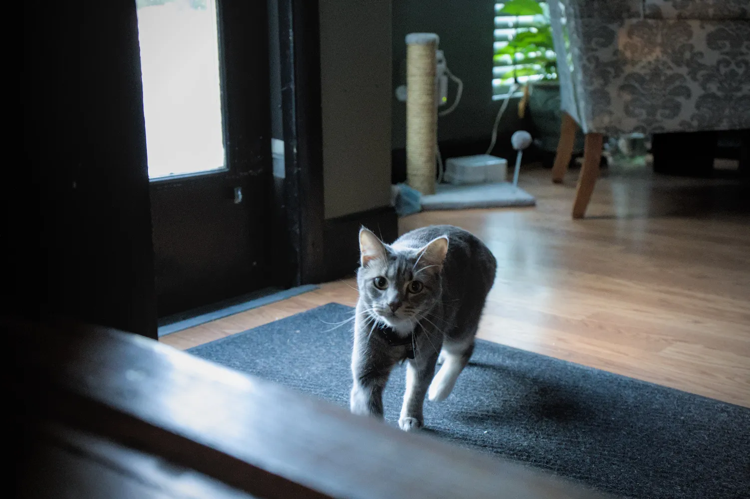 A cat on the prowl