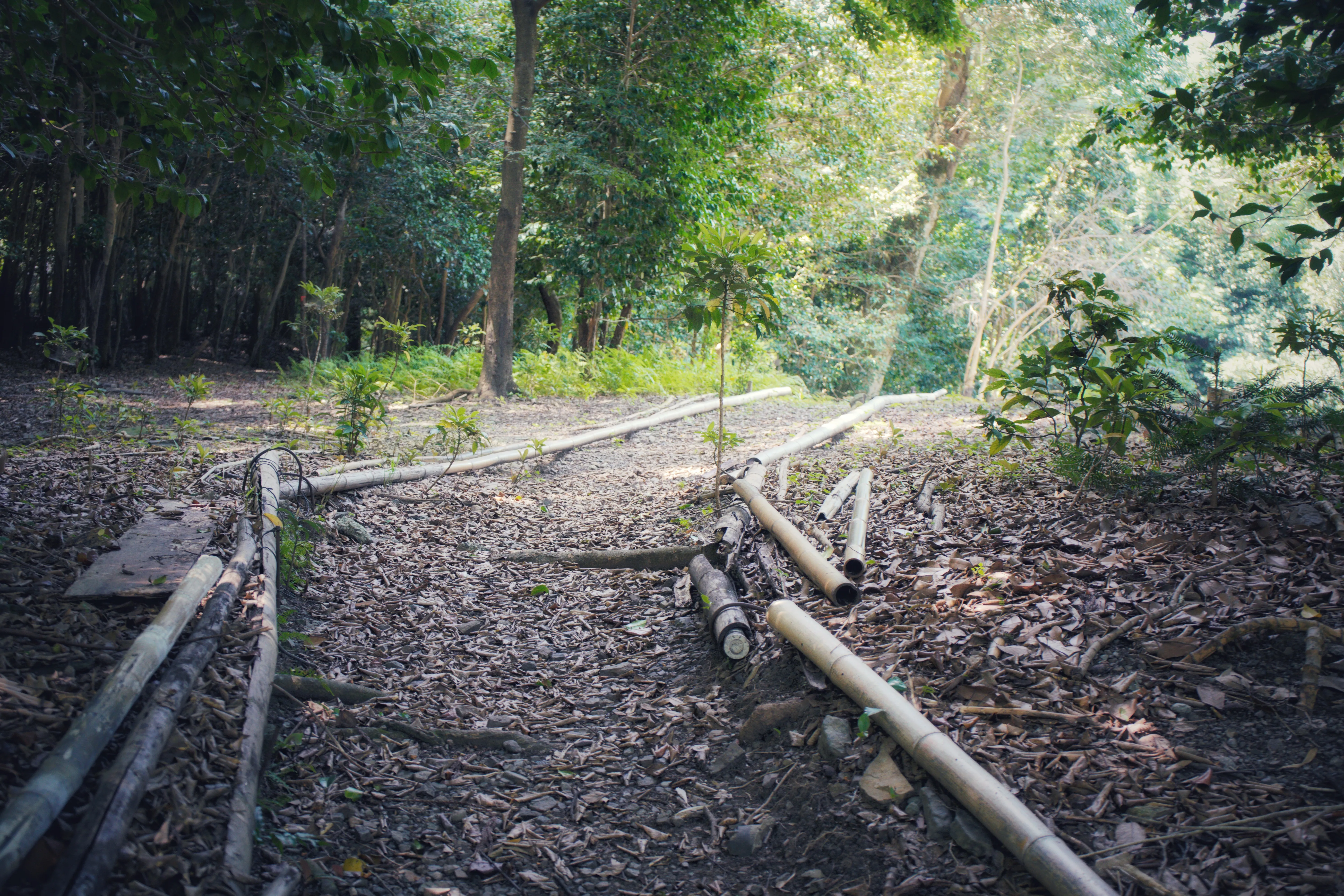 A forest path