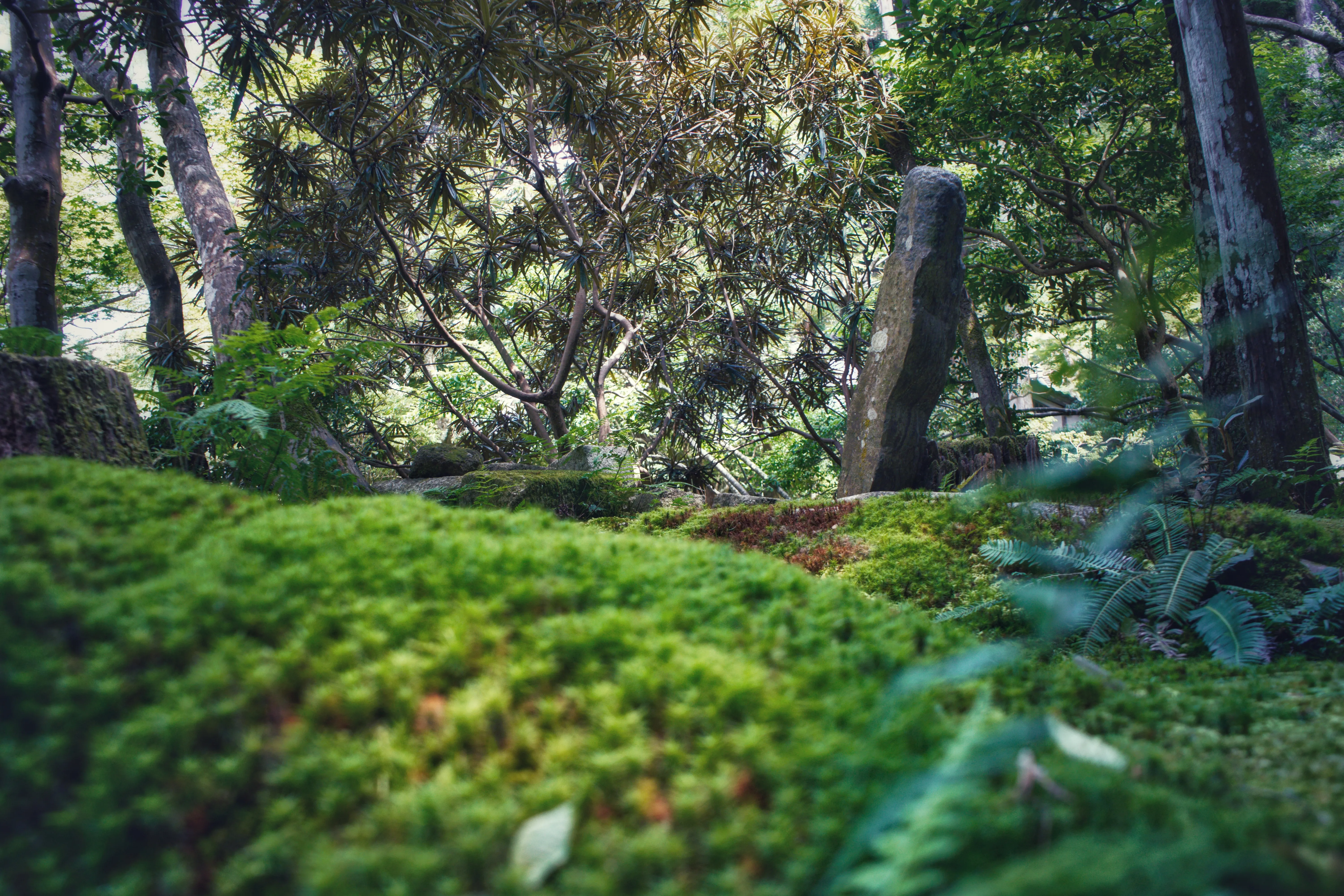A mossy forest scene from Hōnen-in Temple