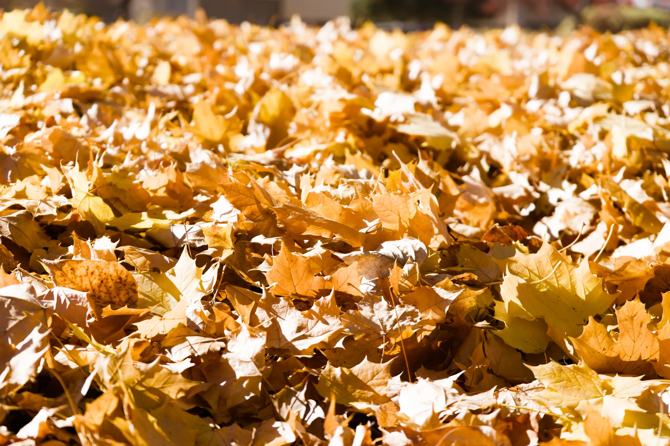 Sunlit pile of golden autumn leaves