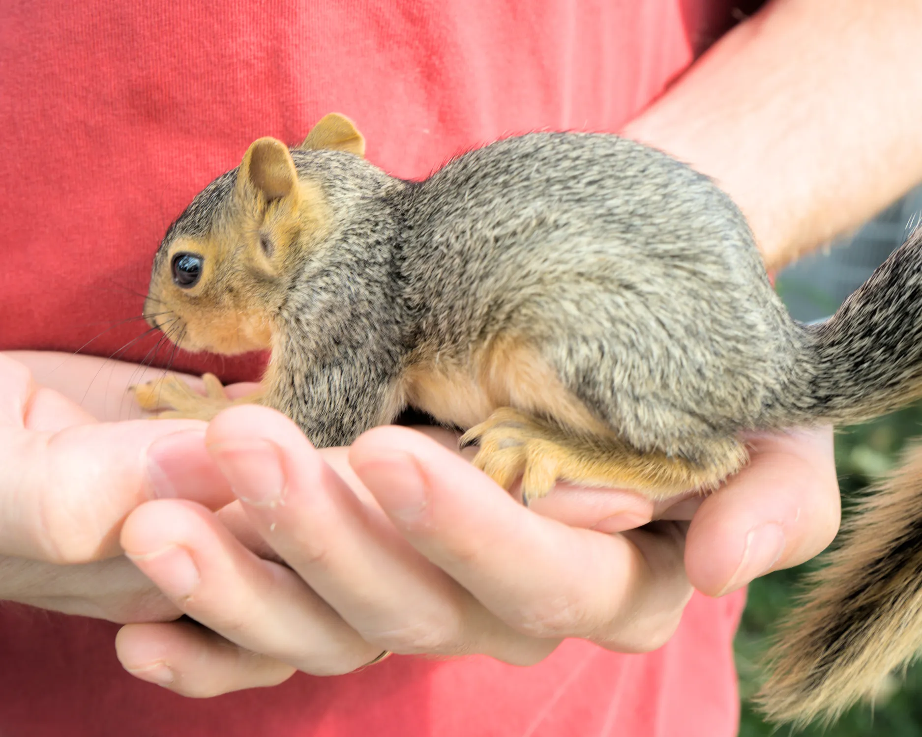 A baby squirrel resting in my hands