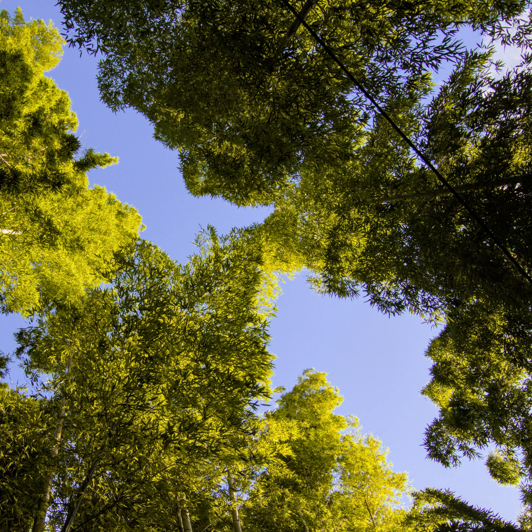 Looking up through a bamboo grove to the sky