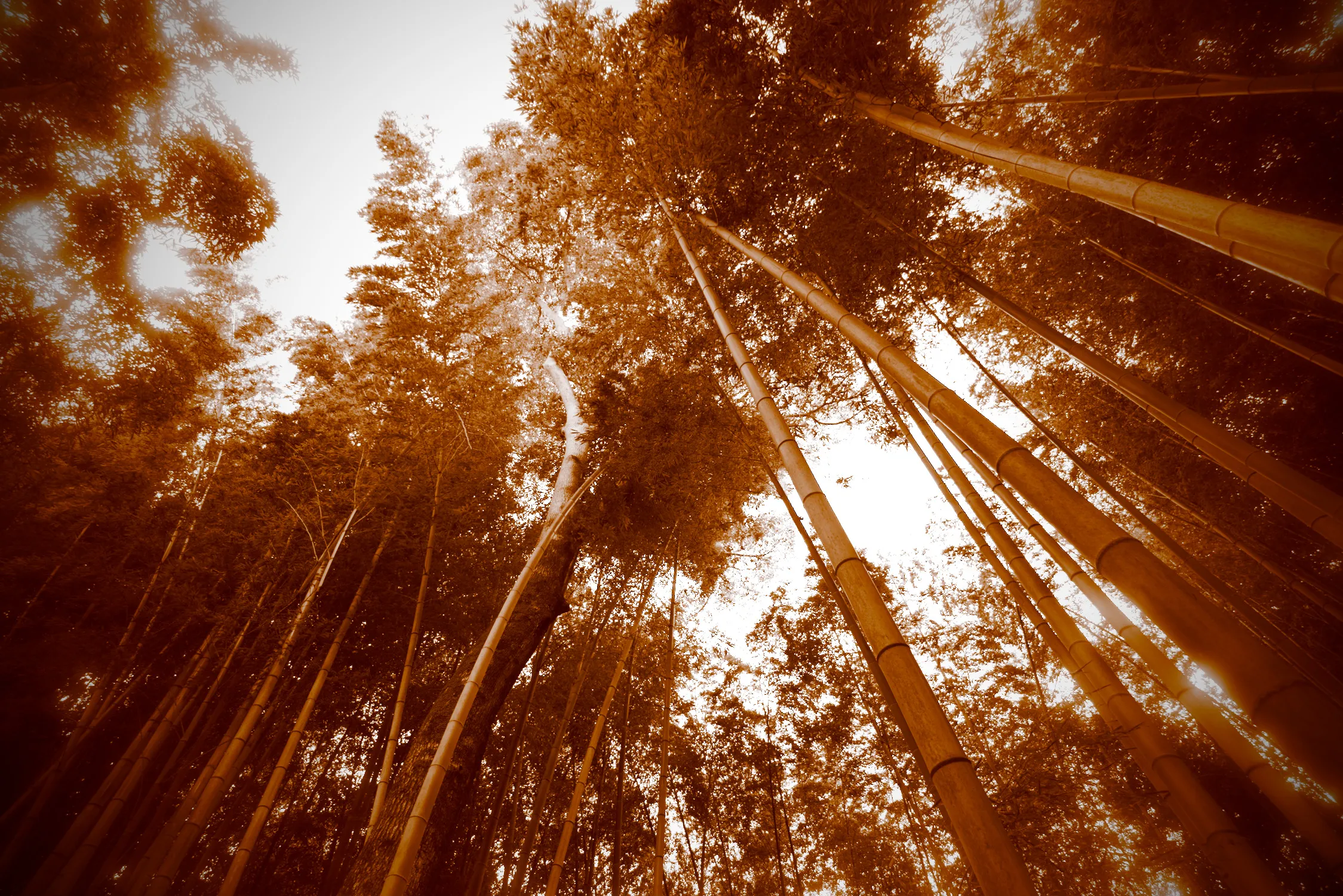 A sepia photo of a bamboo forest backlit in front of the sky