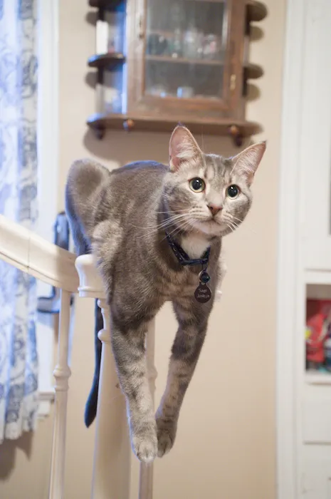 The image of the cat after white balance adjustment