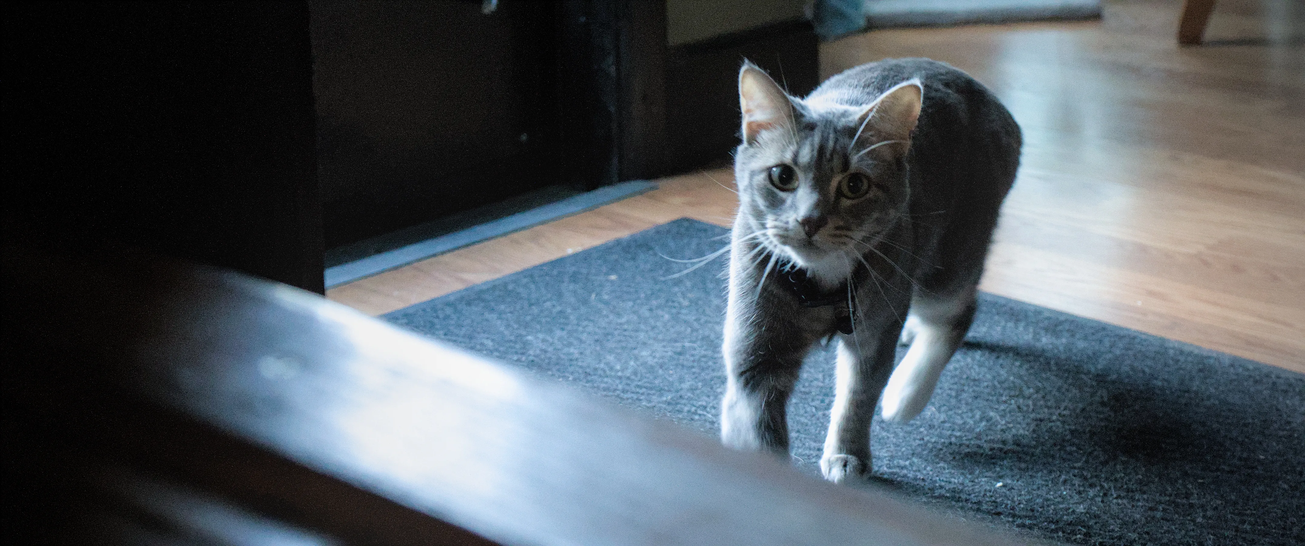 A gray tabby cat walking across an indoor rug