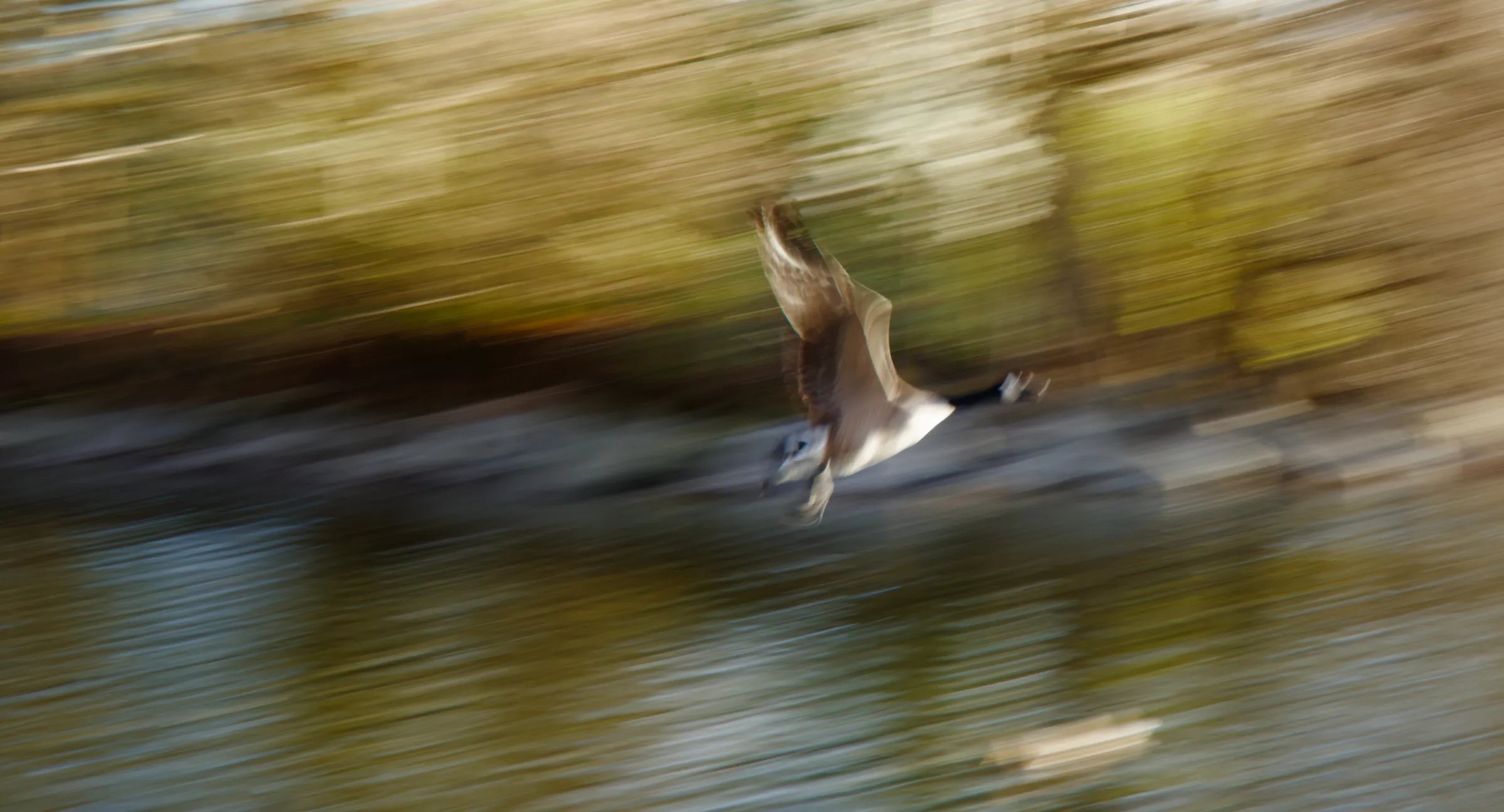 Capturing Motion: Deciding on Shutter Speed