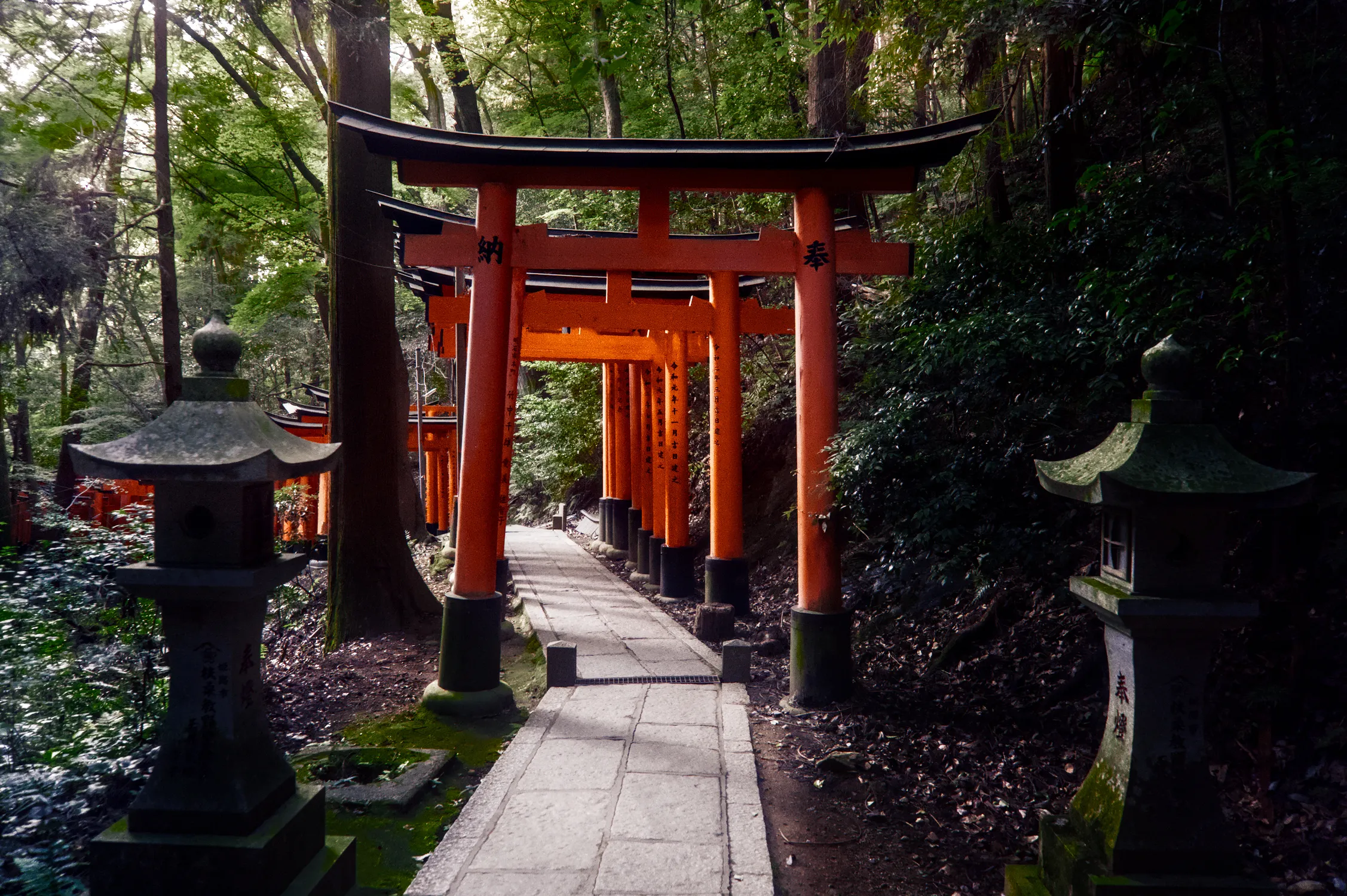 Torii gates lining a forest path at Fushimi Inari