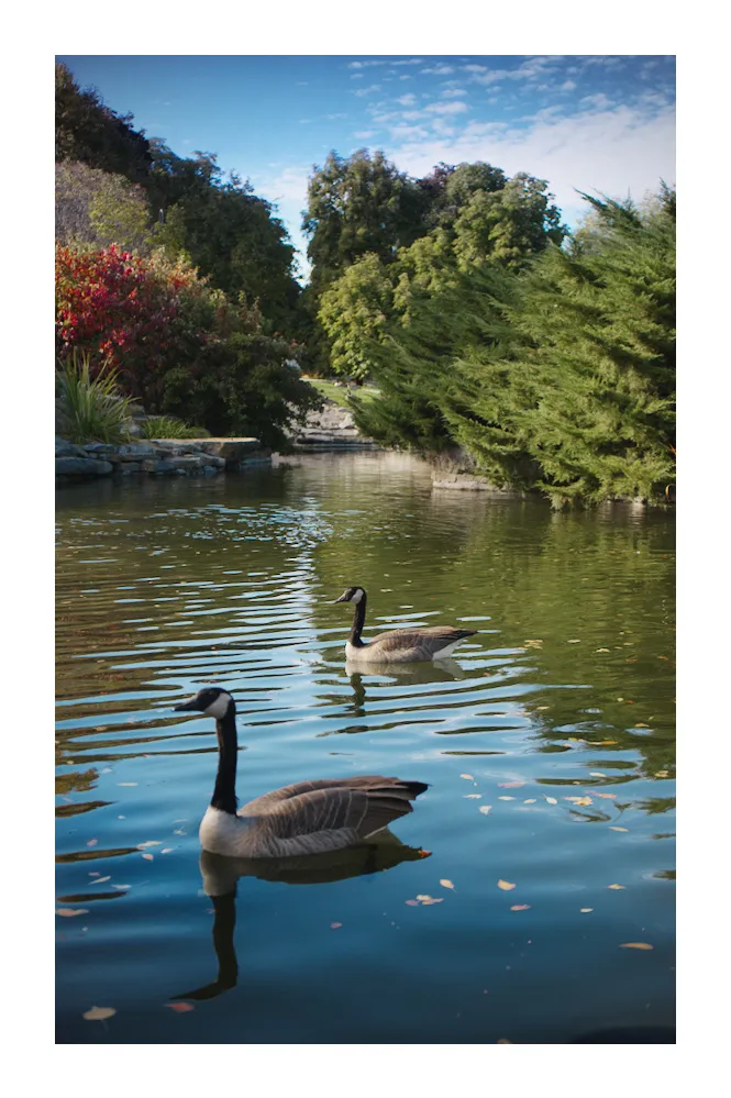 Two Canada geese glide across a calm, leaf-speckled pond in a park, with green trees and a blue, cloud-streaked sky reflected in the water.
