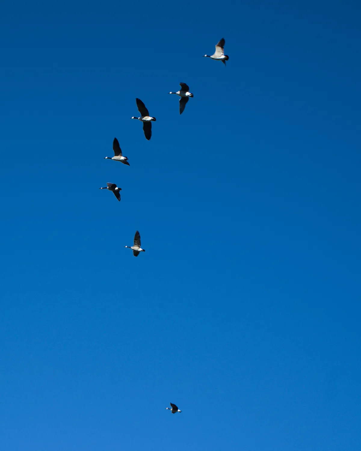 A flock of geese flying across a clear blue sky