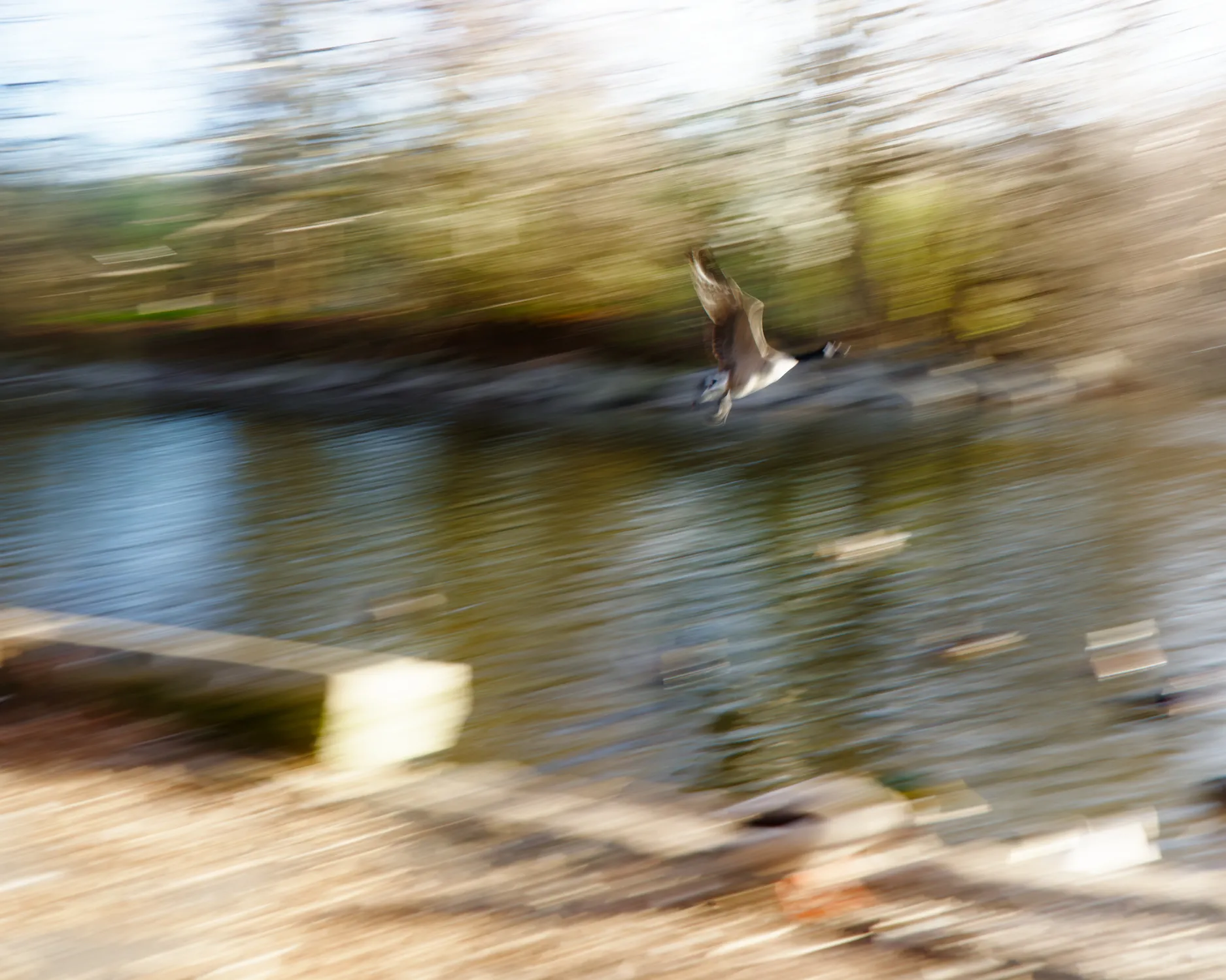 A goose skims across a pond while the shoreline and water blur with the camera movement.