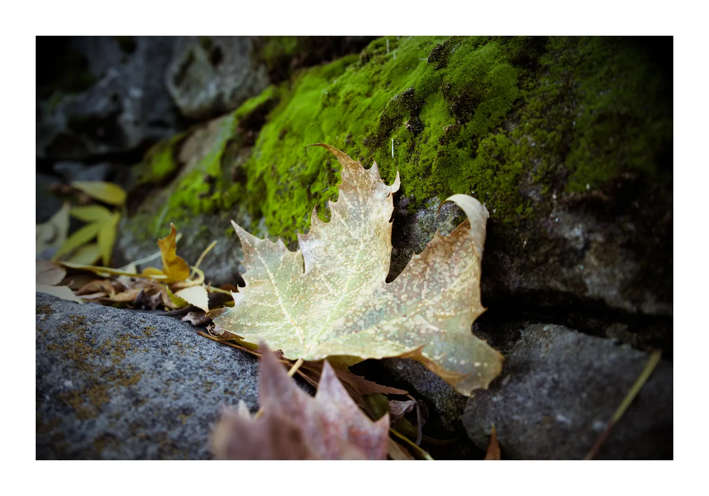 A close-up of a fallen leaf on a mossy rock background
