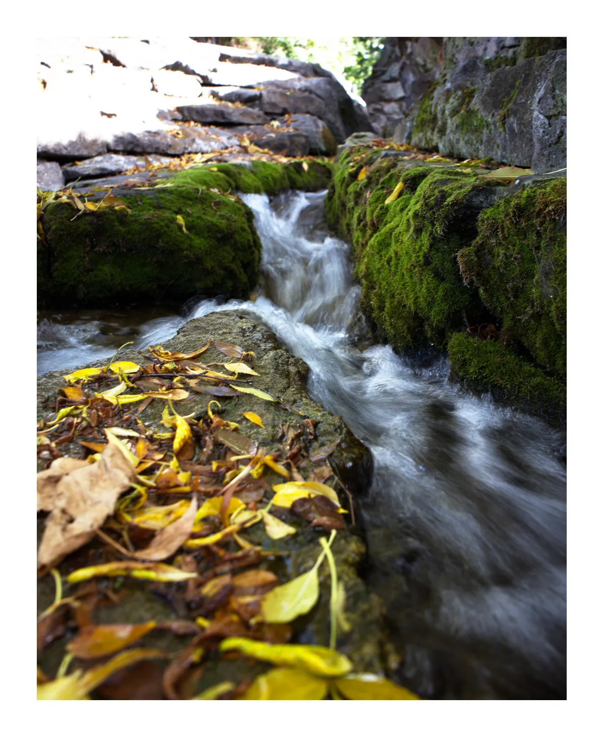 A small stream split by a rock covered in yellow leaves