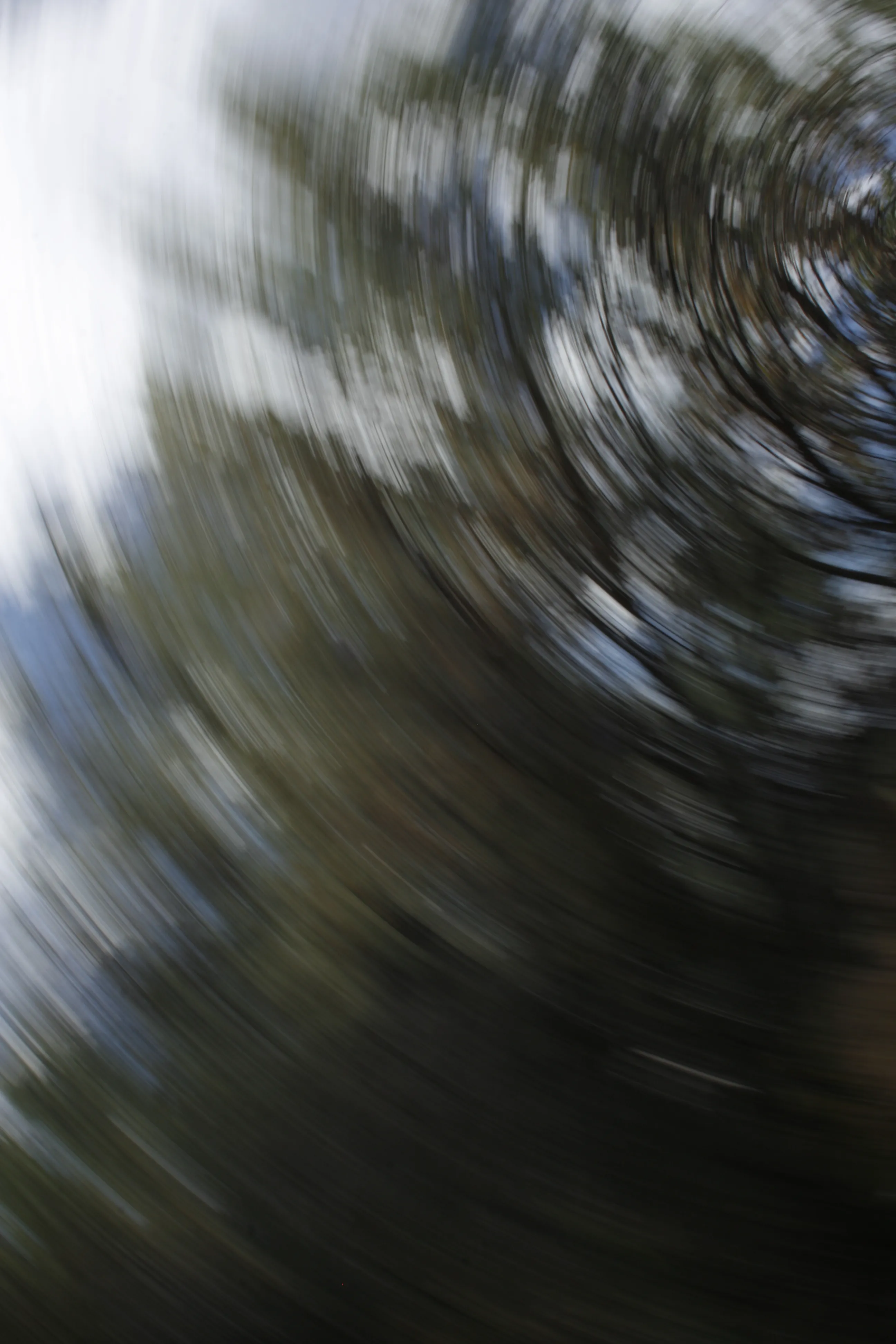 Trees and sky swirl into a circular blur after the camera was rotated during the exposure.