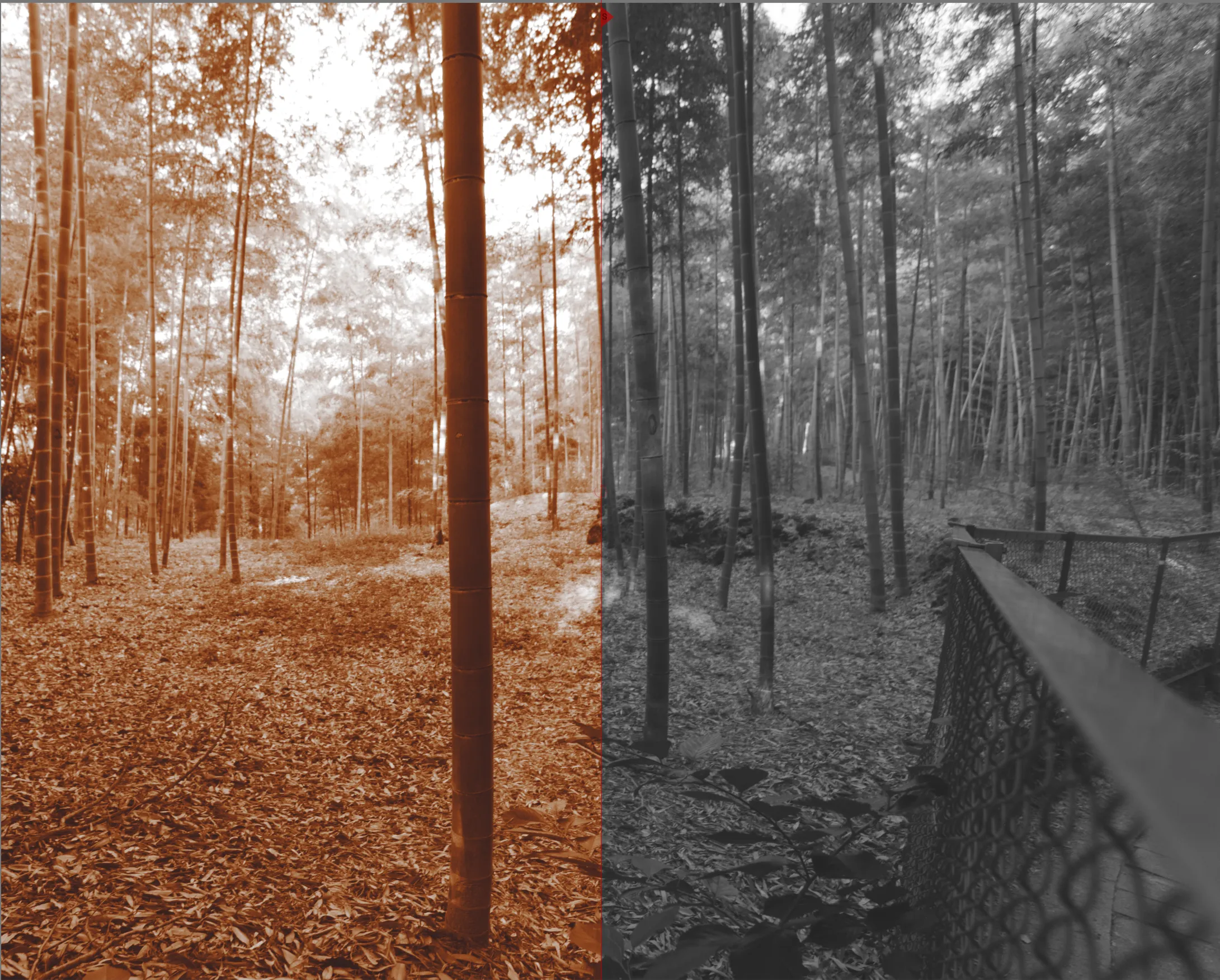 A screenshot showing a monochrome image before and after sepia color cast application