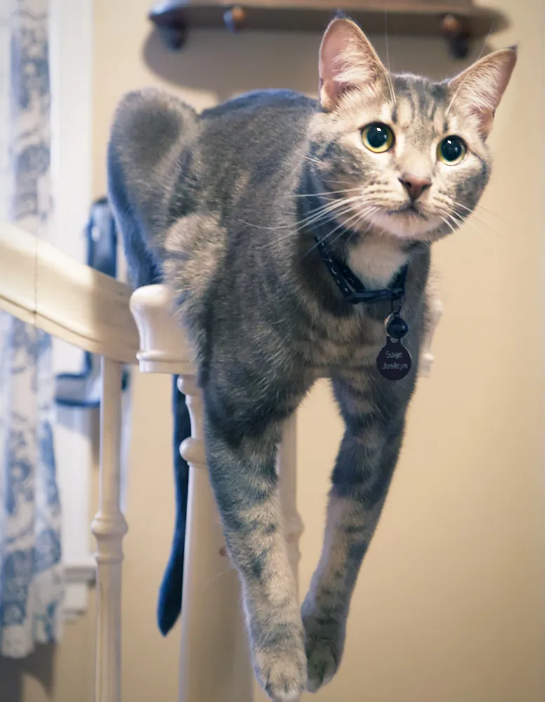 The finished edit of the cat image