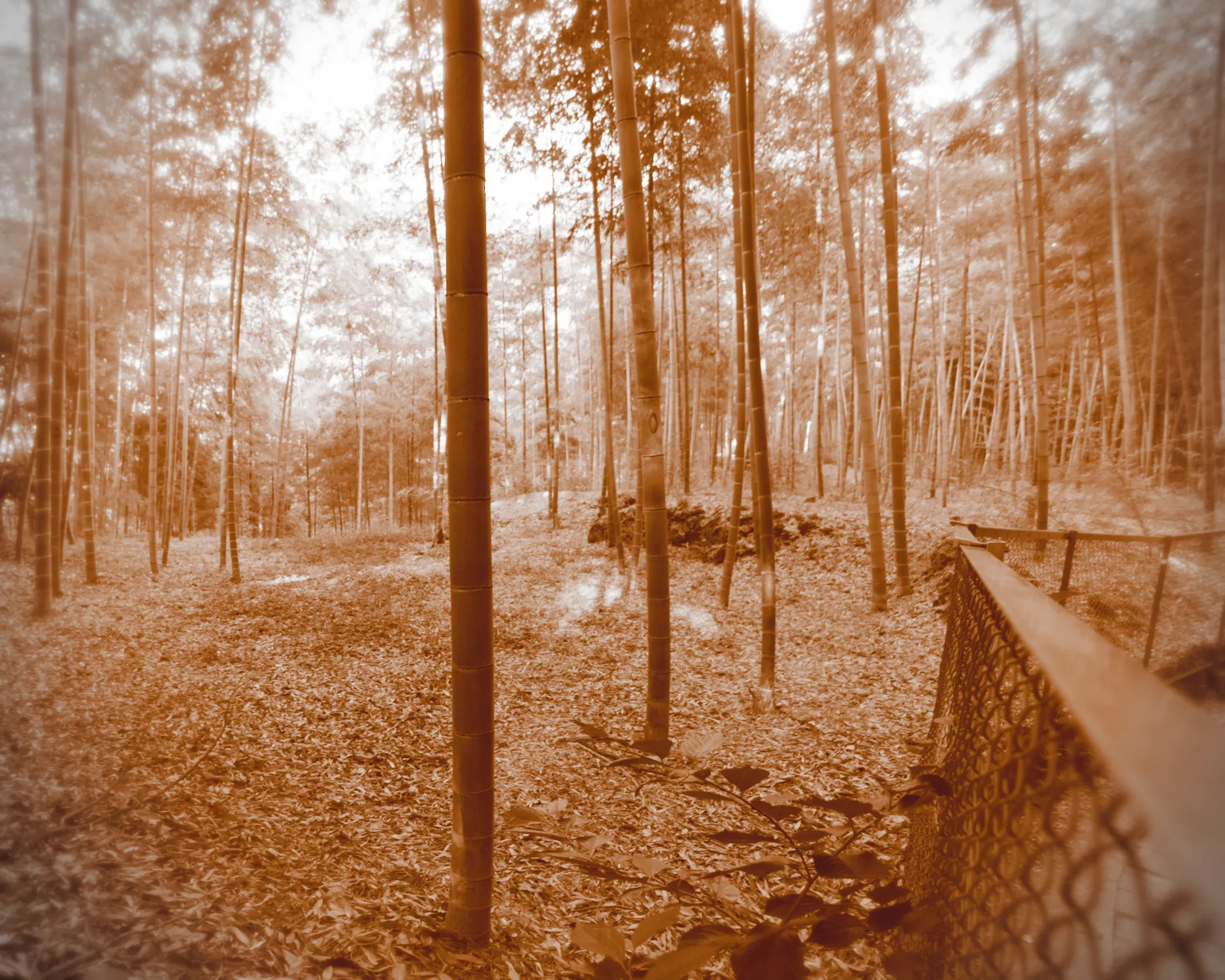 The final product demonstrating the monochromatic sepia effect