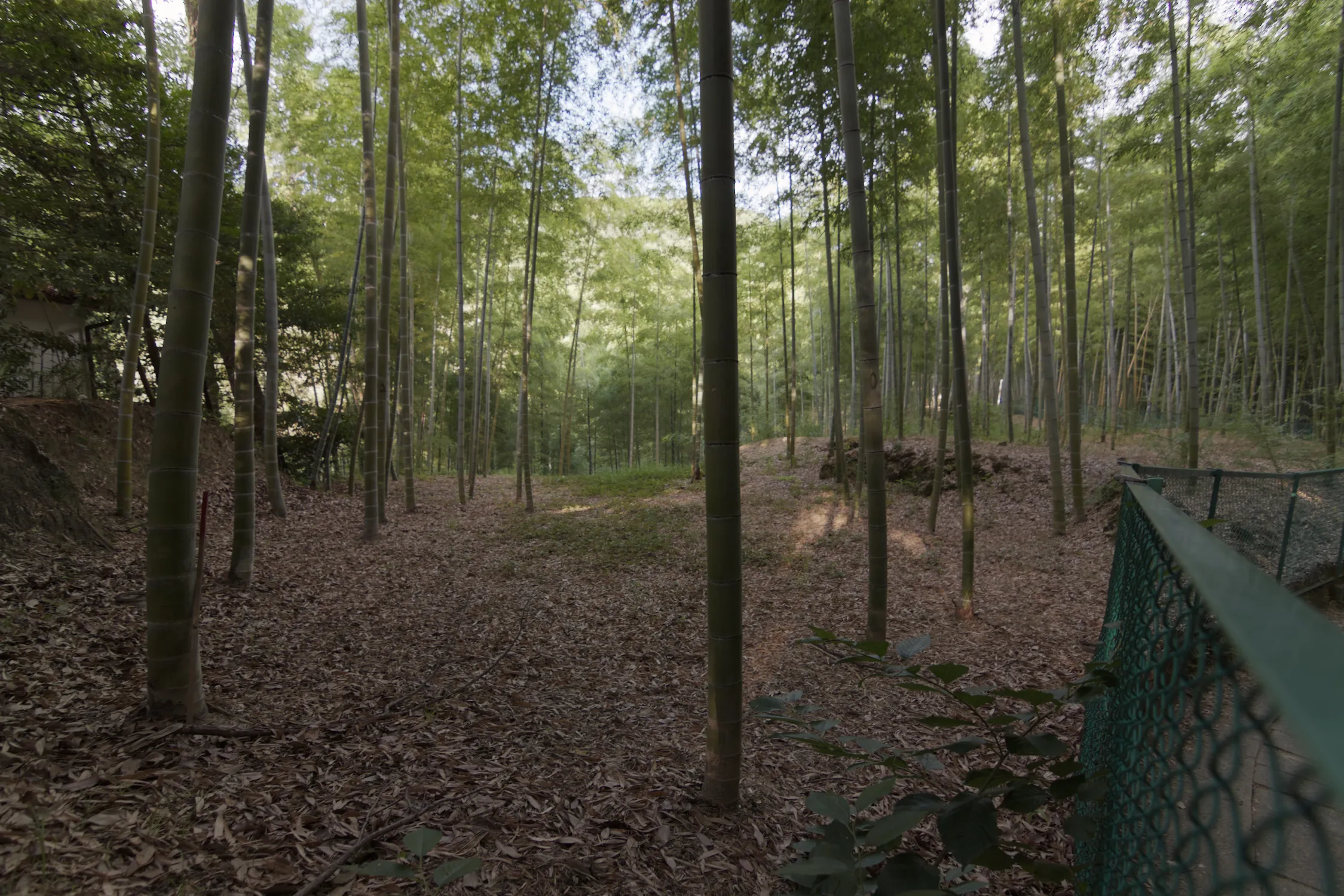 The original, unedited photo before sepia effect application