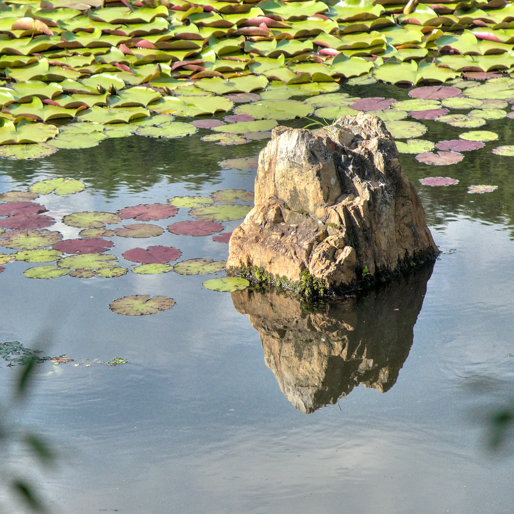 A rock in a pond